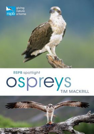 Buch RSPB Spotlight Ospreys Tim Mackrill