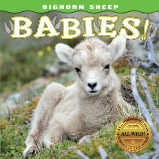 Книга Bighorn Sheep Babies Steph Lehmann