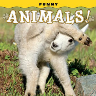 Könyv Funny Animals! Steph Lehmann