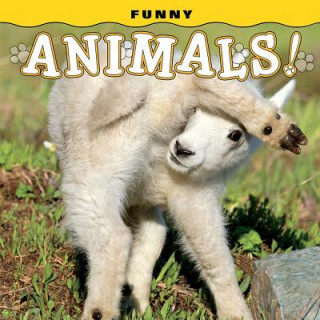 Kniha Funny Animals! Steph Lehmann