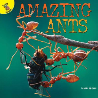 Kniha Amazing Ants Tammy Brown