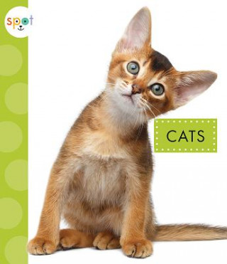 Kniha Cats Mari C Schuh