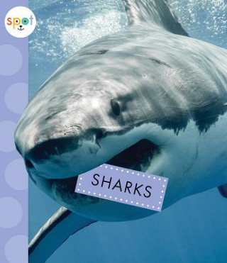 Kniha Sharks Mari C Schuh