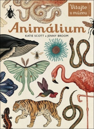 Książka Animálium Katie Scott