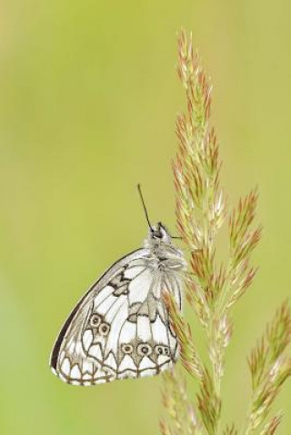 Kniha friendly butterfly Miss E J A