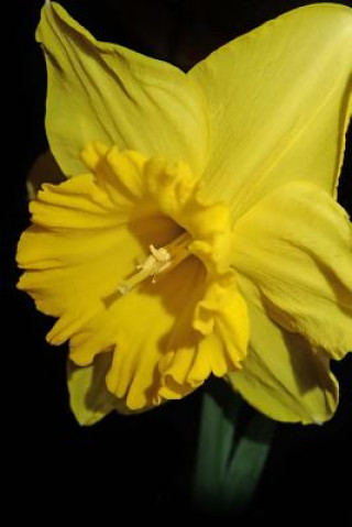 Carte Daffodil Miss E J A