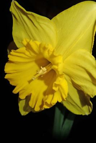 Libro Daffodil Miss E J A