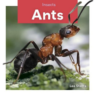 Carte Insects: Ants Leo Statts
