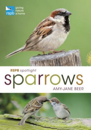 Książka RSPB Spotlight Sparrows Amy-Jane Beer