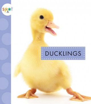 Buch Ducklings Anastasia Suen