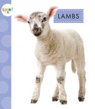 Carte Lambs Anastasia Suen