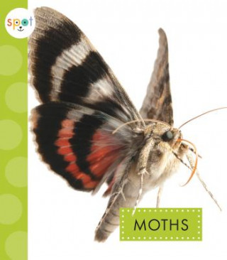 Książka Moths Nessa Black
