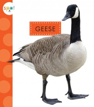 Książka Geese Mari C Schuh