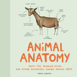 Könyv Animal Anatomy Sophie Corrigan