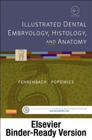 Kniha Illustrated Dental Embryology, Histology, and Anatomy - Binder Ready Margaret J. Fehrenbach