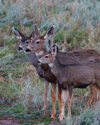 Kniha Adult Mule Deer Leftie Journal Jordan Wunderlich