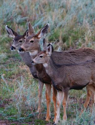 Kniha Adult Mule Deer Leftie Journal Jordan Wunderlich