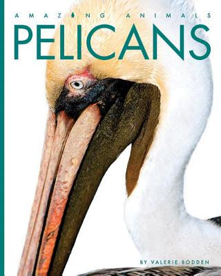 Kniha Pelicans Valerie Bodden