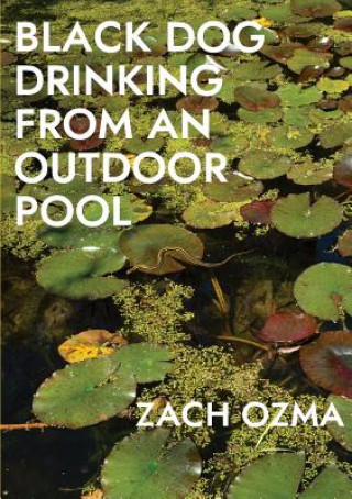 Kniha Black Dog Drinking from an Outdoor Pool Zach Ozma