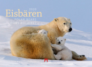 Naptár/Határidőnapló Eisbären / Polar Bears / Ours polaires 2020 