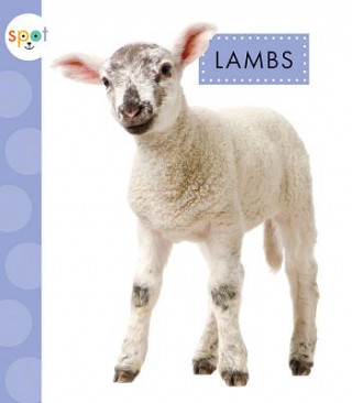 Book Lambs Anastasia Suen