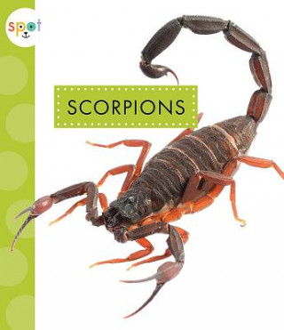 Carte Scorpions Nessa Black
