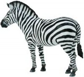 Carte Zebra pospolita 