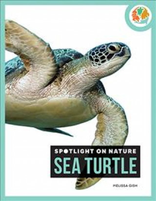 Carte Sea Turtle Melissa Gish