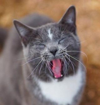 Buch Colorado Barn Cats - Skunk and Chauncey Jordan Wunderlich