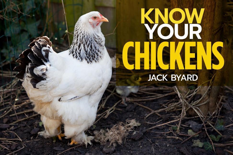 Carte Know Your Chickens Jack Byad