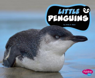 Knjiga Little Penguins Jody S. Rake