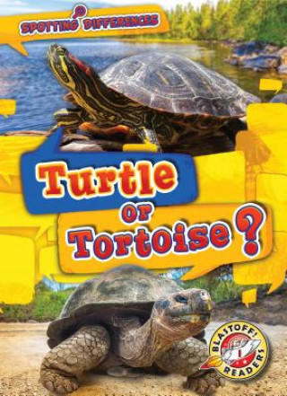 Könyv Turtle or Tortoise? Kirsten Chang