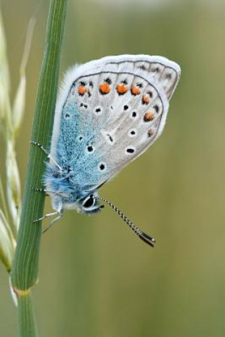 Kniha Butterfly in the Grass: There Are Approximately 20,000 Species of Butterflies in the World. Planners And Journals