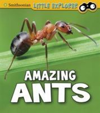 Książka Amazing Ants PETERSON  MEGAN COOL