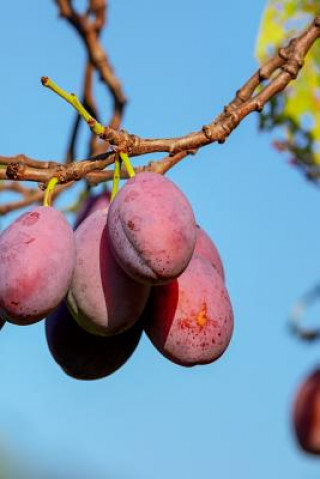 Книга Plums: A Plum Is a Fruit. Plums Bloom Flowers in Groups of One to Five Together on Short Stems, the Fruit Have a Groove Runni Planners And Journals