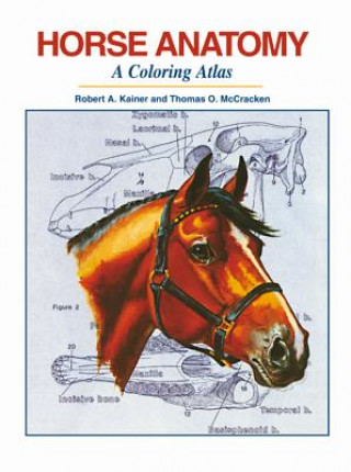 Kniha Horse Anatomy: A Coloring Atlas Robert A Kainer