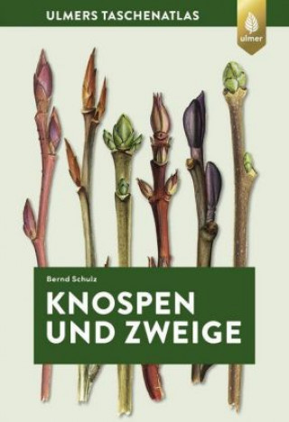 Kniha Knospen und Zweige Bernd Schulz
