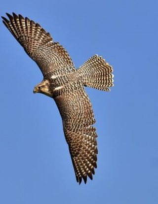 Book Falcon: Birds of Prey in the Genus Falco, Which Includes about 40 Species. Falcons Are Widely Distributed on All Continents of Planners and Journals