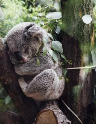 Kniha Resting: The Koala Is an Arboreal Herbivorous Marsupial Native to Australia. It Is the Only Extant Representative of the Family Planners and Journals