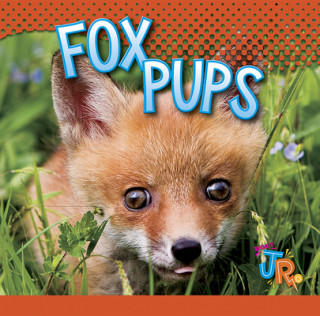 Kniha Fox Pups Jen Besel