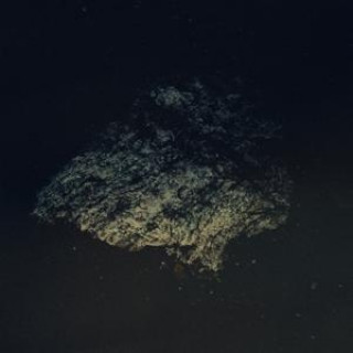 Audio Lost World Multicast Dynamics