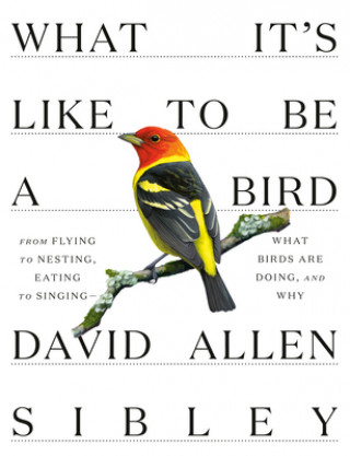 Könyv What It's Like to be a Bird David Allen Sibley