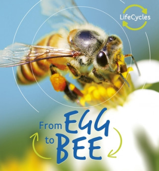 Könyv From Egg to Bee Camilla De La Bedoyere