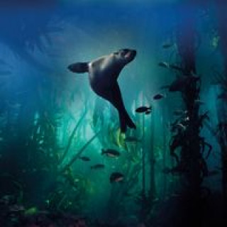 Articole de papetărie Karnet kwadrat z kopertą Galapagos Sea Lion 