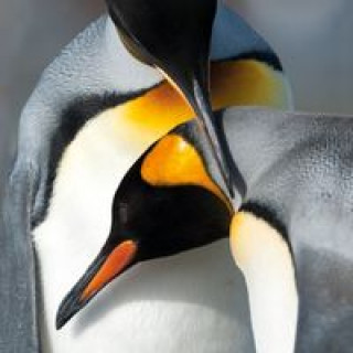 Articole de papetărie Karnet kwadrat z kopertą King Penguins 