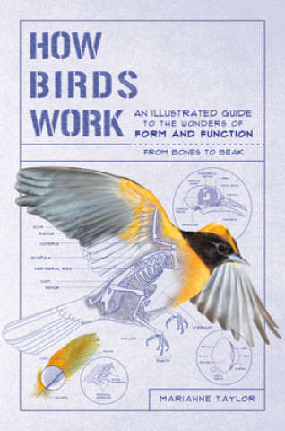 Könyv How Birds Work: An Illustrated Guide to the Wonders of Form and Function--From Bones to Beak Marianne Taylor