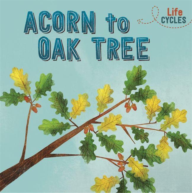 Book Life Cycles: Acorn to Oak Tree Rachel Tonkin