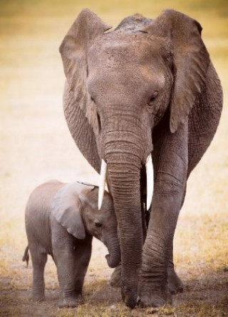 Joc / Jucărie Elephant & Baby (Puzzle) 