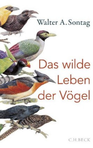 Carte Das wilde Leben der Vögel 