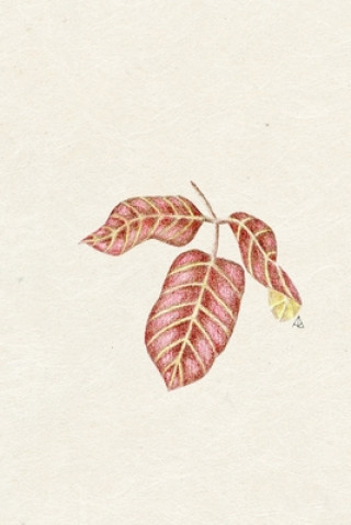 Knjiga Redshift 3 Arroyo Seco Press
